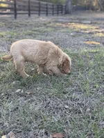 AKC Male Golden Retriever , a male Golden Retriever for sale in Spring Hill, FL – Photo 5 of 6