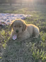 AKC Male Golden Retriever , a male Golden Retriever for sale in Spring Hill, FL – Photo 2 of 6