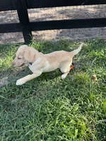 Amalfi - AKC Labrador Retriever , a female Labrador Retriever for sale in Spring Hill, FL – 9 of 9