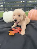 AKC Male Golden Retriever , a male Golden Retriever for sale in Spring Hill, FL – 5 of 9