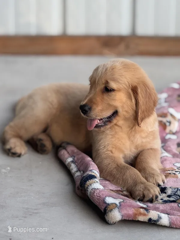AKC Female Golden Retriever  – Golden Retriever puppy for sale in Spring Hill, FL