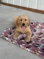 AKC Female Golden Retriever , a female Golden Retriever for sale in Spring Hill, FL – Photo 2 of 7