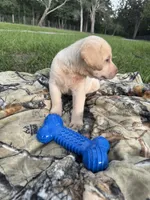AKC Labrador Retriever , a male Labrador Retriever for sale in Spring Hill, FL – 5 of 9