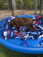 AKC Labrador Retriever Male, a male Labrador Retriever for sale in Spring Hill, FL – 7 of 9