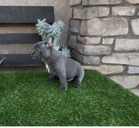 Megalodon, a male French Bulldog for sale in Madera, CA – 2 of 9