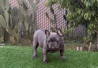 Taz, a male French Bulldog for sale in Madera, CA – Photo 1 of 6