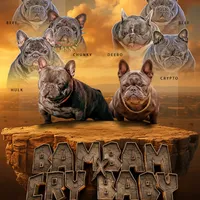 Biscuit, a male French Bulldog for sale in Madera, CA – Photo 7 of 7