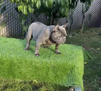 Taz, a male French Bulldog for sale in Madera, CA – 4 of 8