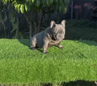 Taz, a male French Bulldog for sale in Madera, CA – 2 of 8