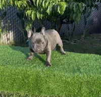 Taz, a male French Bulldog for sale in Madera, CA – 5 of 8