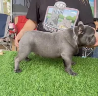 Biscuit, a male French Bulldog for sale in Madera, CA – Photo 2 of 7