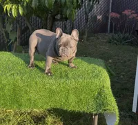 Taz, a male French Bulldog for sale in Madera, CA – 6 of 8