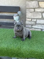 Biscuit, a male French Bulldog for sale in Madera, CA – Photo 6 of 7