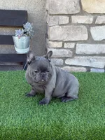 Biscuit, a male French Bulldog for sale in Madera, CA – Photo 4 of 7