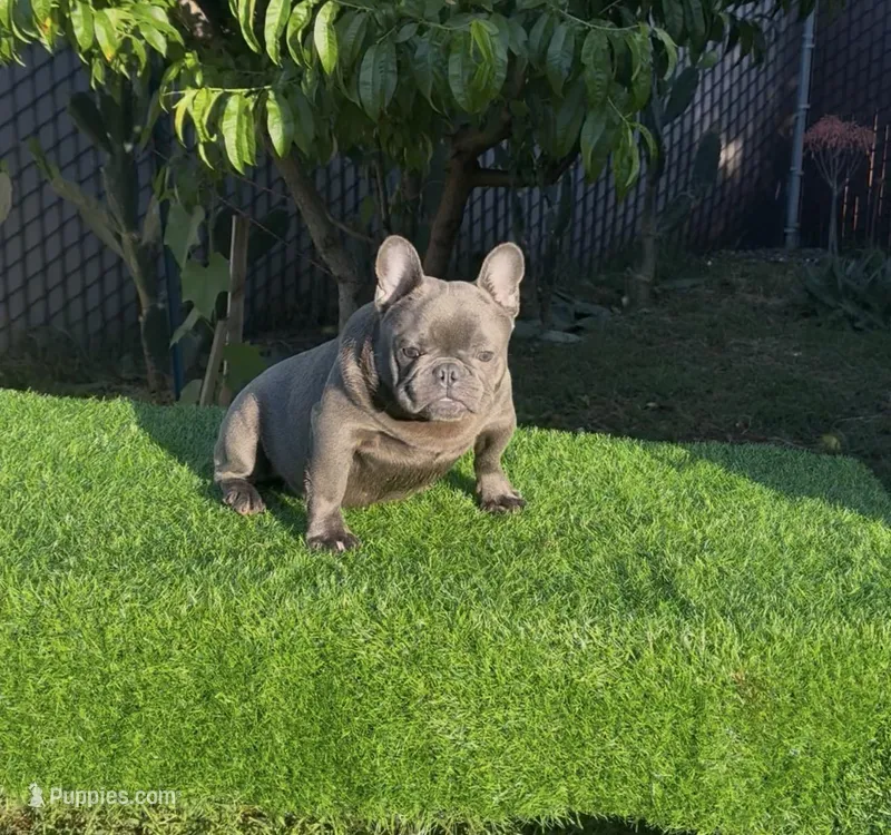 Taz – French Bulldog puppy for sale in Madera, CA