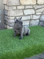 Biscuit, a male French Bulldog for sale in Madera, CA – Photo 5 of 7