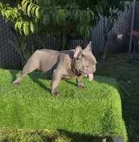 Taz, a male French Bulldog for sale in Madera, CA – 7 of 8