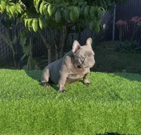 Taz, a male French Bulldog for sale in Madera, CA – 3 of 8