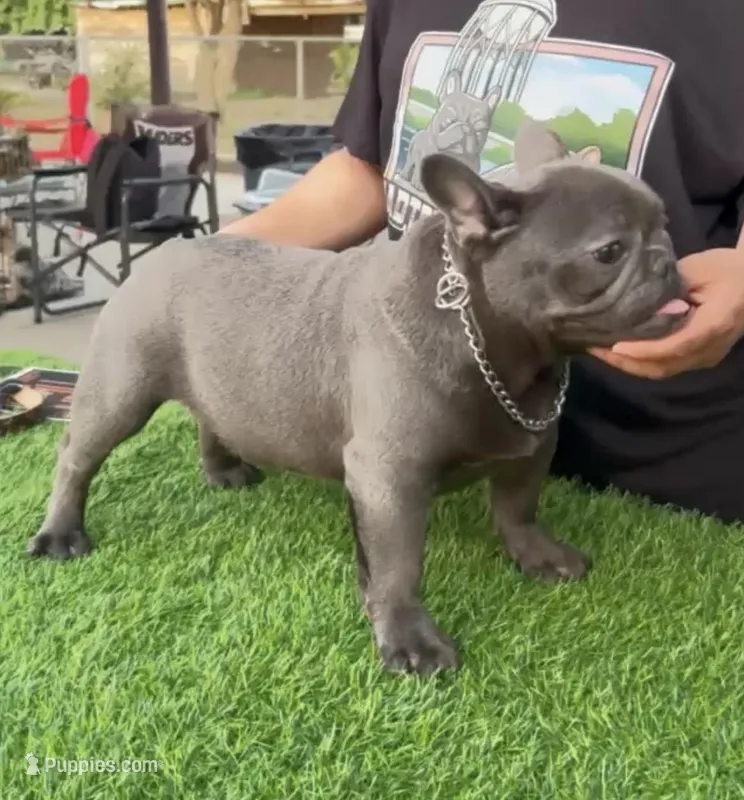Biscuit – French Bulldog puppy for sale in Madera, CA