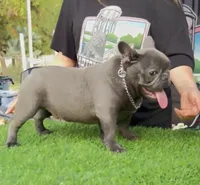 Biscuit, a male French Bulldog for sale in Madera, CA – Photo 3 of 7