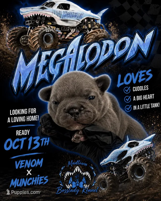 Megalodon – French Bulldog puppy for sale in Madera, CA