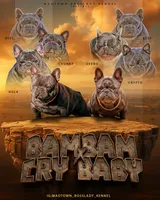 Minnie , a female French Bulldog for sale in Madera, CA – 2 of 2
