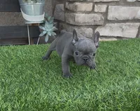 Minnie, a female French Bulldog for sale in Madera, CA – 4 of 6