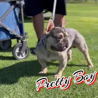 Prettyboy , a male French Bulldog for sale in Madera, CA – Photo 1 of 2