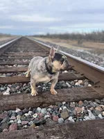 Prettyboy , a male French Bulldog for sale in Madera, CA – Photo 2 of 2