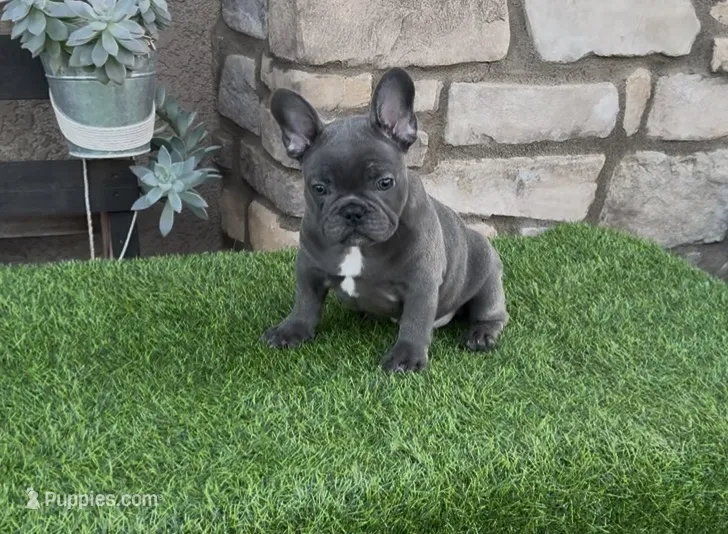 Megalodon – French Bulldog puppy for sale in Madera, CA