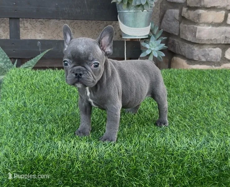 Buster – French Bulldog puppy for sale in Madera, CA