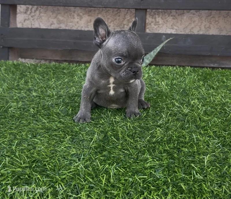 Buster – French Bulldog puppy for sale in Madera, CA