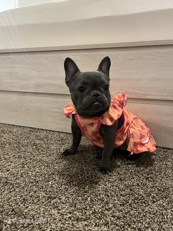 Minnie  – French Bulldog puppy for sale in Madera, CA