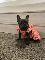 Minnie , a female French Bulldog for sale in Madera, CA – 1 of 2