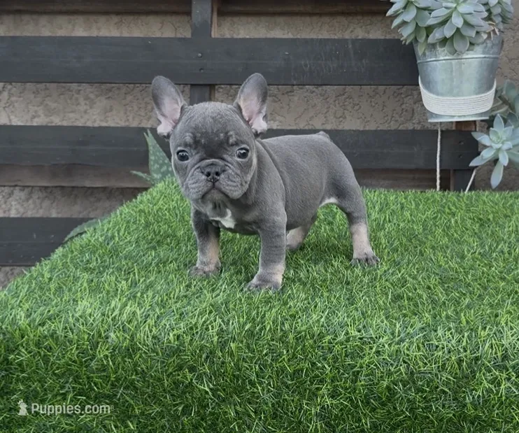 Raven – French Bulldog puppy for sale in Madera, CA