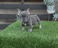 Raven, a female French Bulldog for sale in Madera, CA – 1 of 4