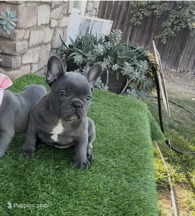 Megalodon – French Bulldog puppy for sale in Madera, CA