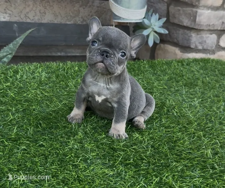 Rocco  – French Bulldog puppy for sale in Madera, CA