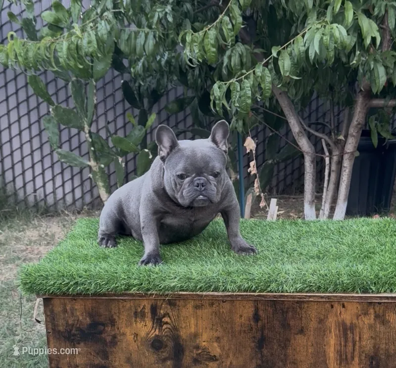 Taz – French Bulldog puppy for sale in Madera, CA