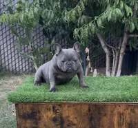 Taz, a male French Bulldog for sale in Madera, CA – 1 of 6
