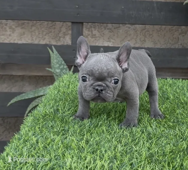 Minnie – French Bulldog puppy for sale in Madera, CA