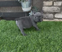 Minnie, a female French Bulldog for sale in Madera, CA – 6 of 6