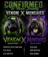 Megalodon, a male French Bulldog for sale in Madera, CA – 5 of 5
