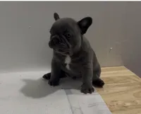 Megalodon, a male French Bulldog for sale in Madera, CA – 5 of 9