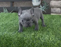 Minnie, a female French Bulldog for sale in Madera, CA – 2 of 6