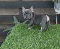 Raven, a female French Bulldog for sale in Madera, CA – 4 of 4