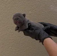 Megalodon, a male French Bulldog for sale in Madera, CA – 4 of 5