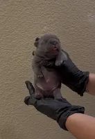 Megalodon, a male French Bulldog for sale in Madera, CA – 2 of 5