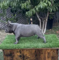 Taz, a male French Bulldog for sale in Madera, CA – 5 of 6