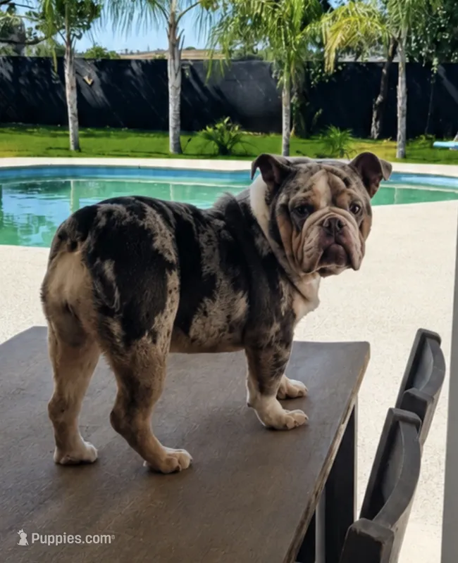 Bella – English Bulldog puppy for sale in Madera, CA